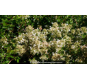 ABELIA chinensis 'White Surprise' - Été