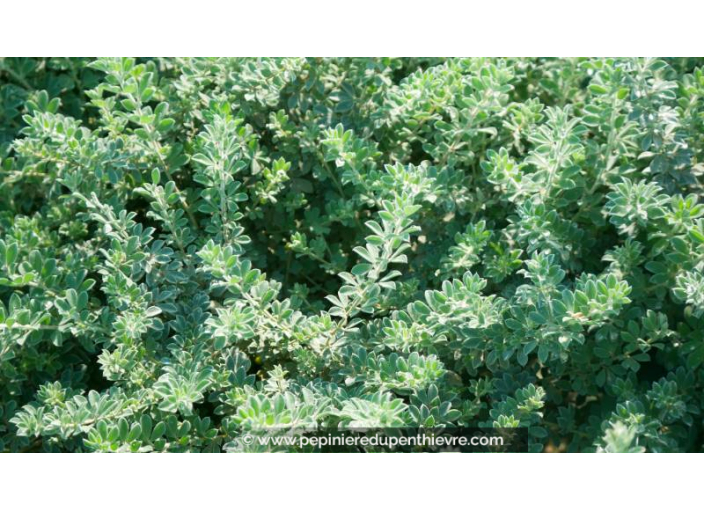 DORYCNIUM hirsutum, Lotier, couvre-sol, gris - Pépinière du Penthièvre