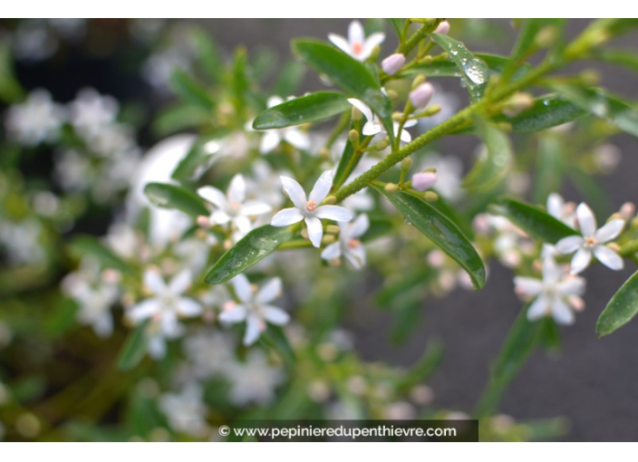 ERIOSTEMON myoporoides - Printemps