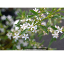 ERIOSTEMON myoporoides - Printemps