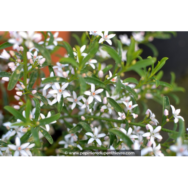 ERIOSTEMON myoporoides - Printemps