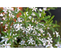 ERIOSTEMON myoporoides - Printemps