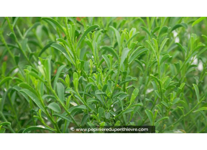 ERIOSTEMON myoporoides - Été
