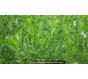 ERIOSTEMON myoporoides - Été