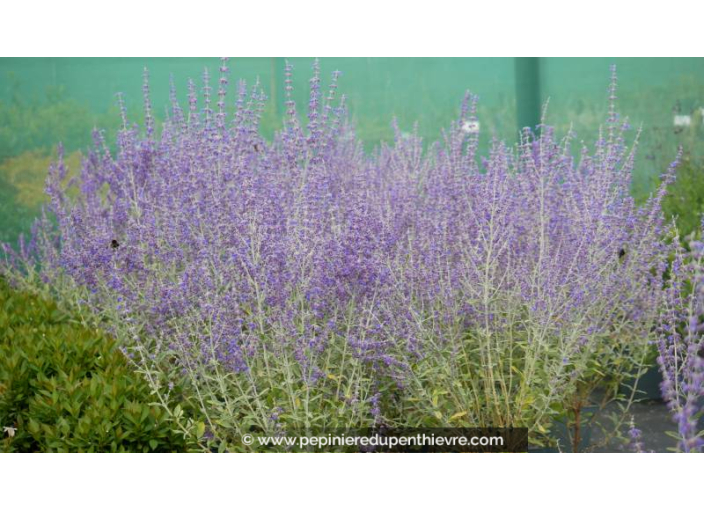 PEROVSKIA atriplicifolia 'Blue Spire' - Été