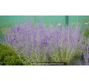 PEROVSKIA atriplicifolia 'Blue Spire' - Été