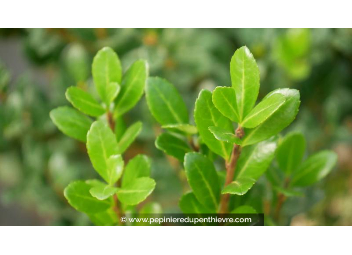 ILEX crenata 'Caroline Upright'