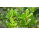 ILEX crenata 'Caroline Upright'