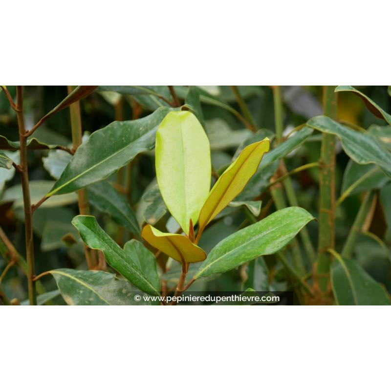 MAGNOLIA grandiflora 'Le Nantais'