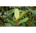 MAGNOLIA grandiflora 'Le Nantais'