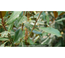MAGNOLIA grandiflora 'Le Nantais'