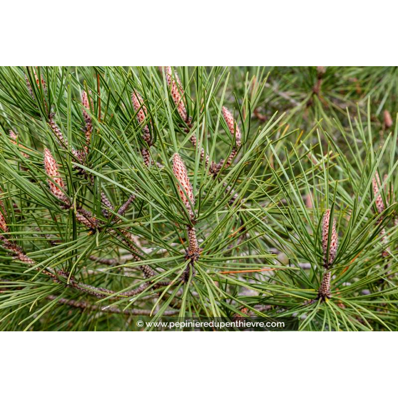 PINUS pinaster
