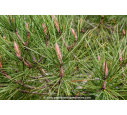 PINUS pinaster