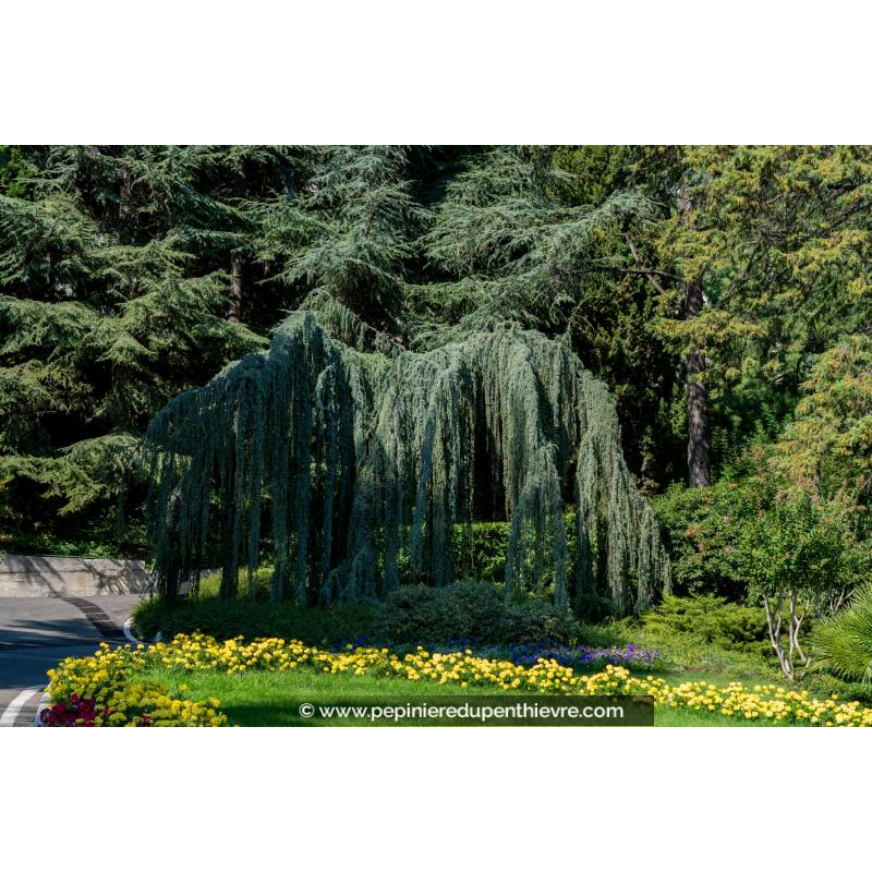 CEDRUS atlantica 'Glauca Pendula'