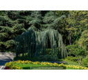 CEDRUS atlantica 'Glauca Pendula'