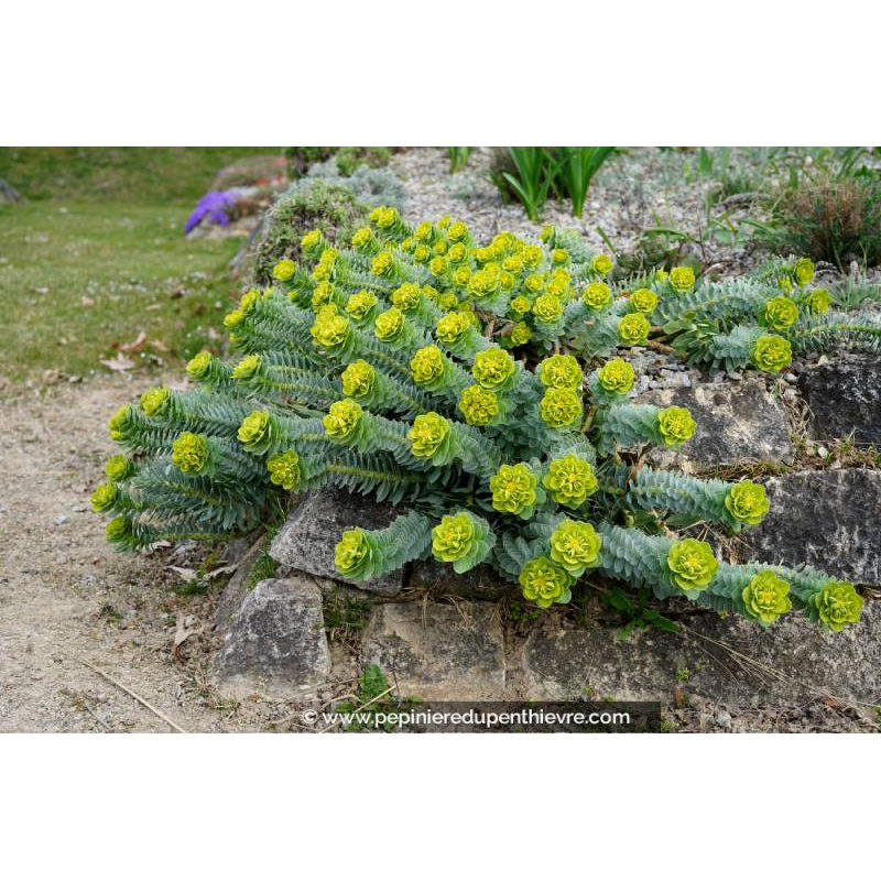 EUPHORBIA myrsinites