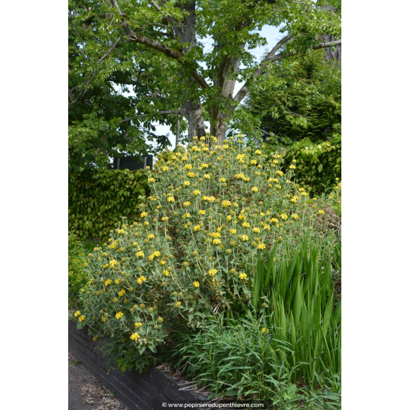 PHLOMIS fruticosa