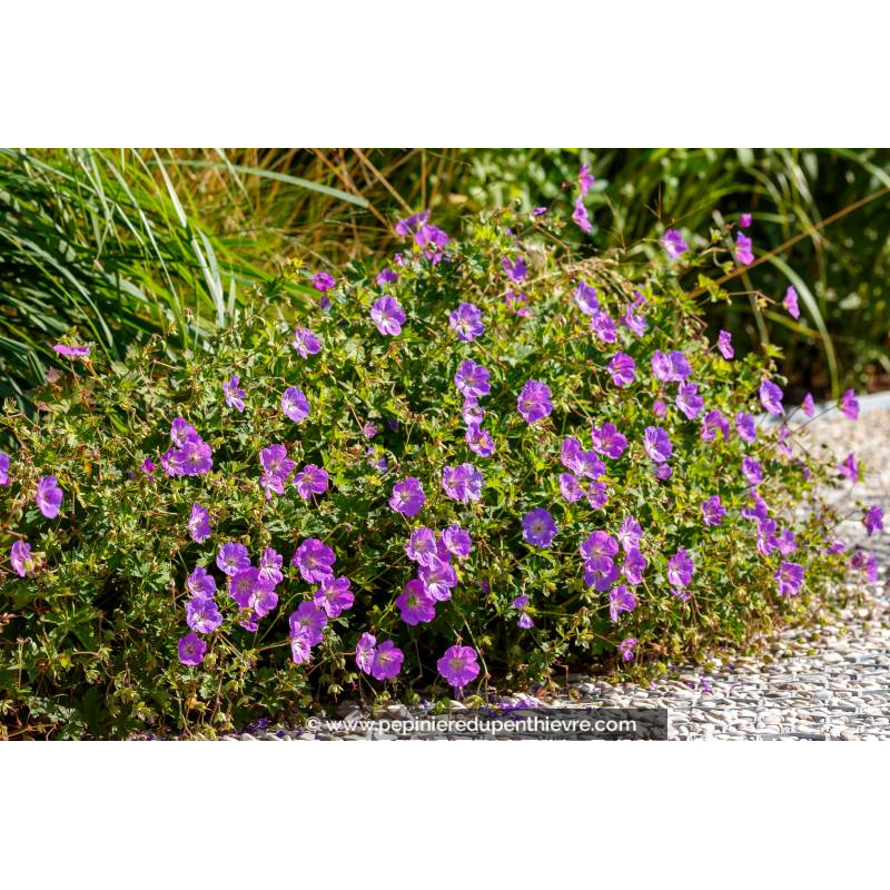 GERANIUM 'Rozanne'