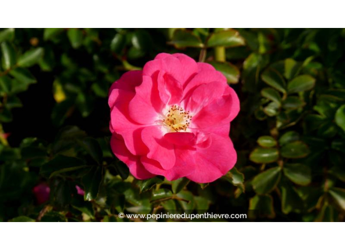 DECOROSIERS® 'Emera'