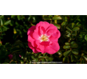DECOROSIERS® 'Emera'