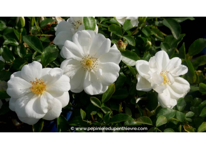 ROSIER DECOROSIERS® 'Opalia' blanc pur élégant - Pépinière du Penthièvre