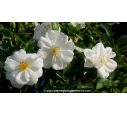 ROSIER DECOROSIERS® 'Opalia' blanc pur élégant - Pépinière du Penthièvre
