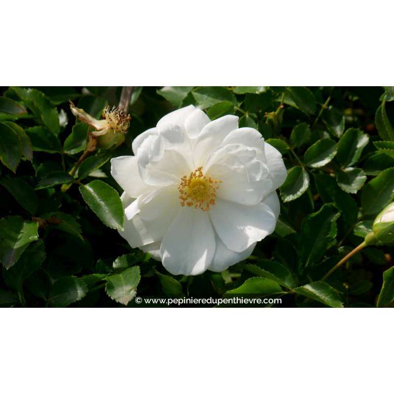 DECOROSIERS® 'Opalia'