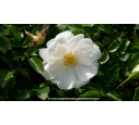 DECOROSIERS® 'Opalia'
