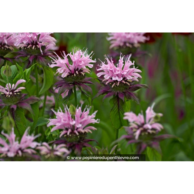 MONARDA 'Beauty of Cobham' - Été