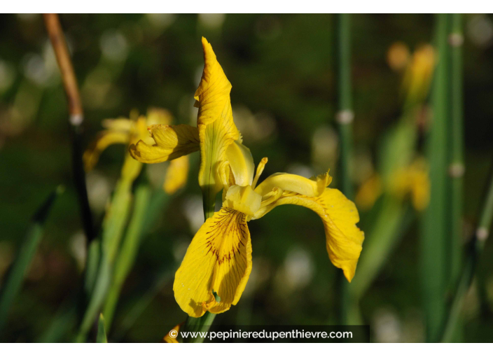 IRIS pseudacorus