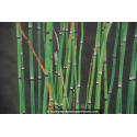 EQUISETUM hyemale