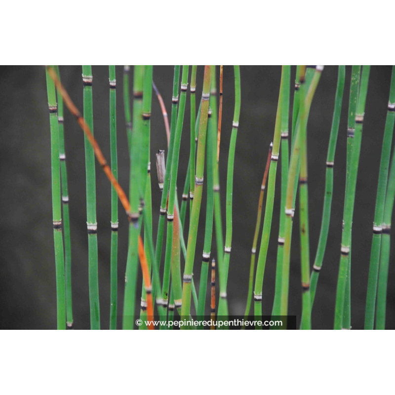 EQUISETUM hyemale