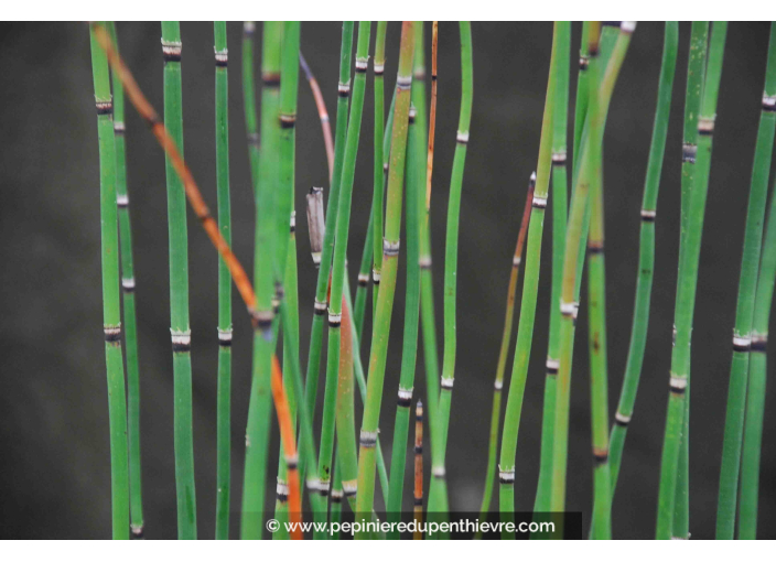 EQUISETUM hyemale