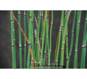 EQUISETUM hyemale EQUISETUM hyemale