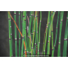 EQUISETUM hyemale