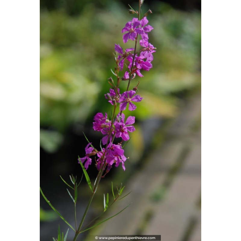 LYTHRUM virgatum 'Rose Queen'