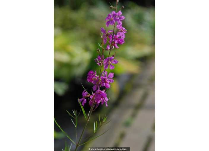 LYTHRUM virgatum 'Rose Queen'