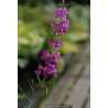 LYTHRUM virgatum \'Rose Queen\'