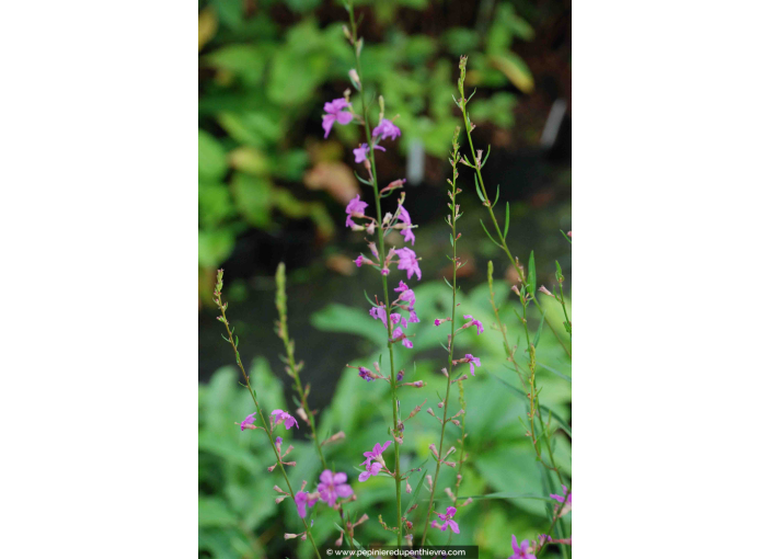 LYTHRUM virgatum 'Rose Queen'