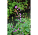 LYTHRUM virgatum 'Rose Queen'