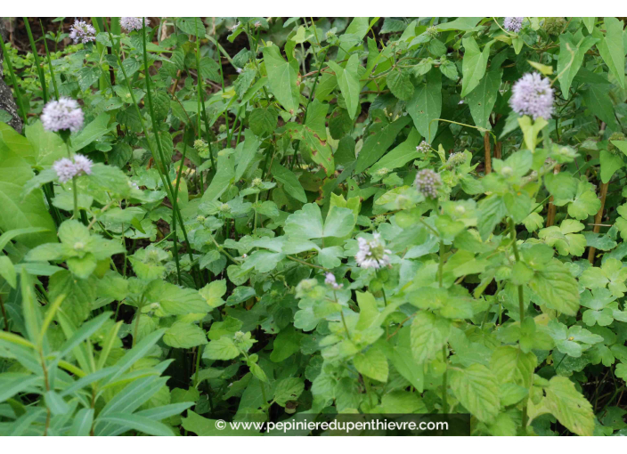 MENTHA aquatica MENTHA aquatica