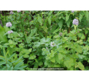 MENTHA aquatica MENTHA aquatica