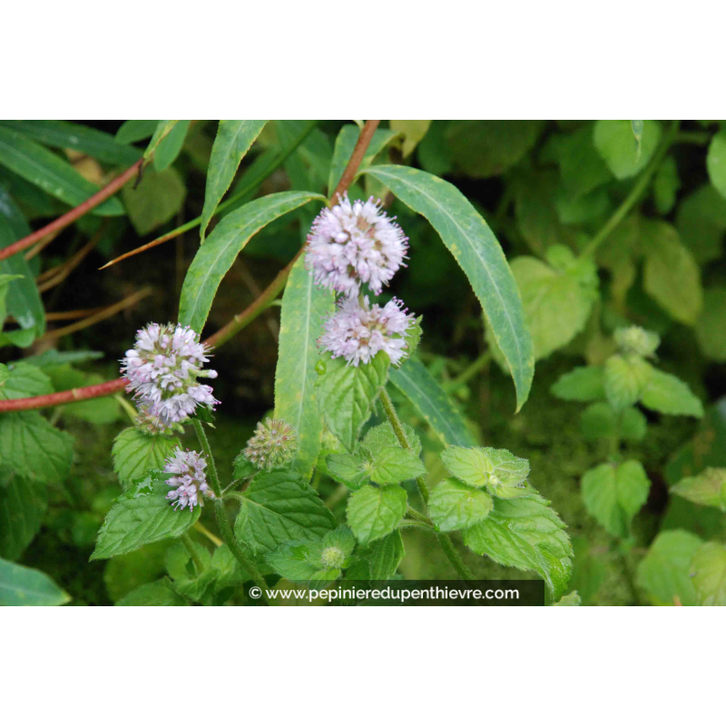 MENTHA aquatica
