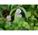 MENTHA aquatica MENTHA aquatica