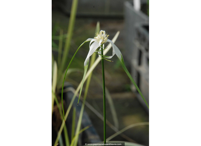 RHYNCHOSPORA colorata