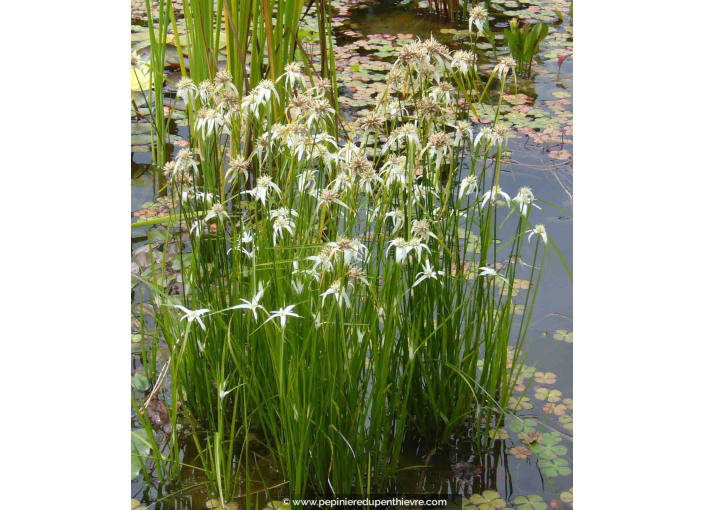 RHYNCHOSPORA colorata