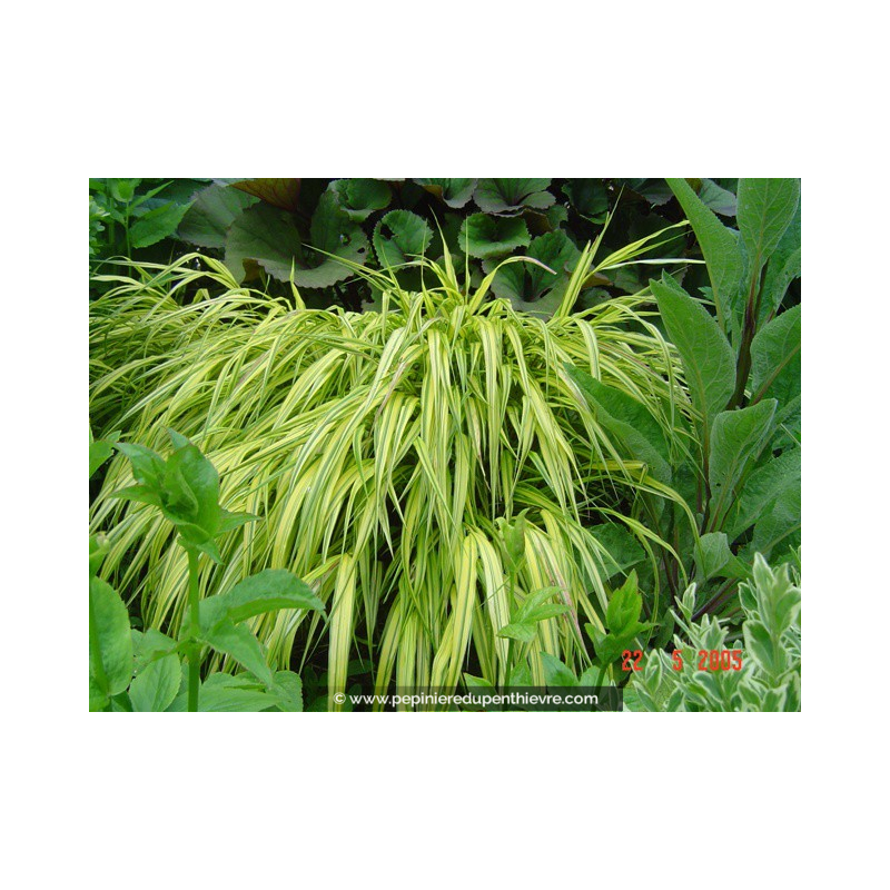 HAKONECHLOA macra 'Aureola'