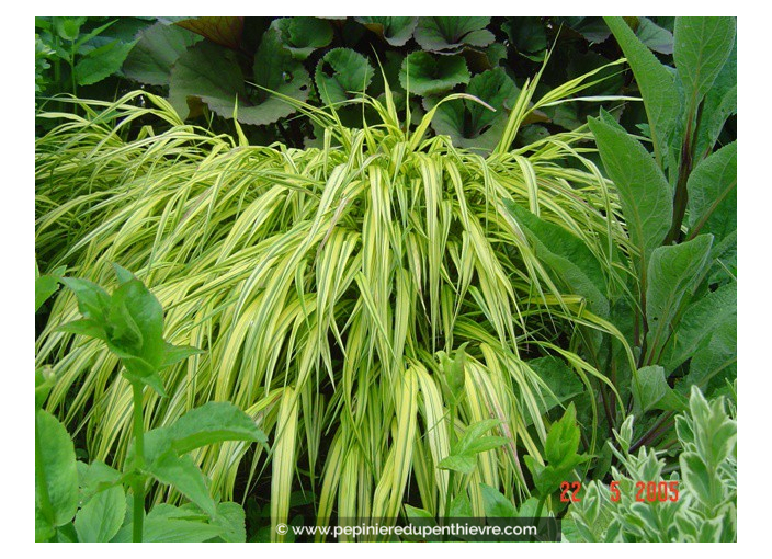 HAKONECHLOA macra 'Aureola'