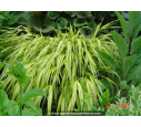 HAKONECHLOA macra 'Aureola'