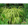 HAKONECHLOA macra \'Aureola\'